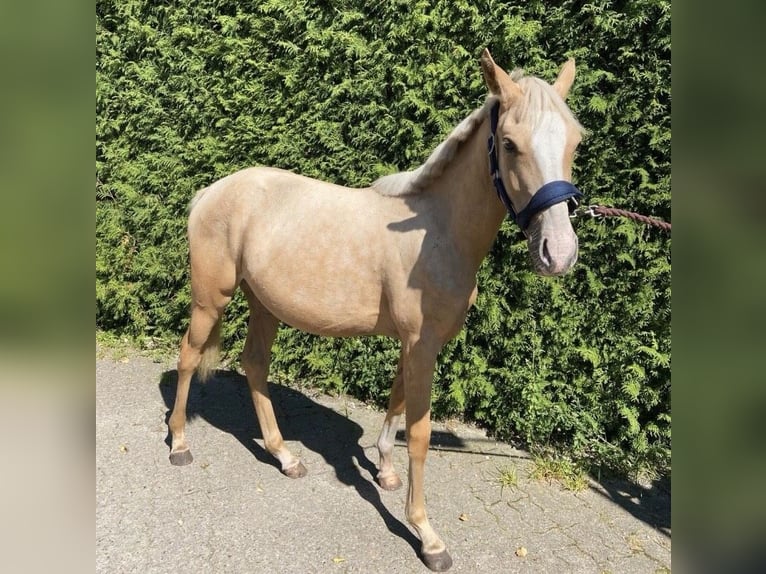 German Riding Pony Mare 2 years Palomino in Adelheidsdorf