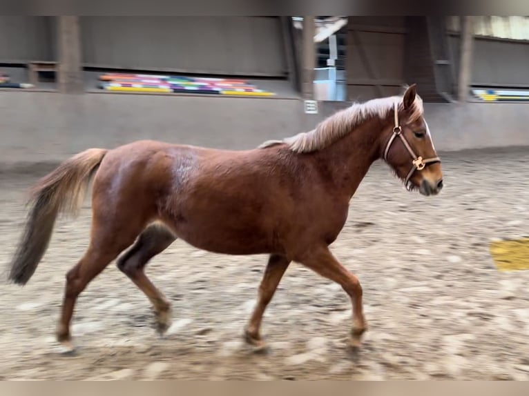 German Riding Pony Mare 3 years 12,2 hh Chestnut-Red in Osterholz-Scharmbeck
