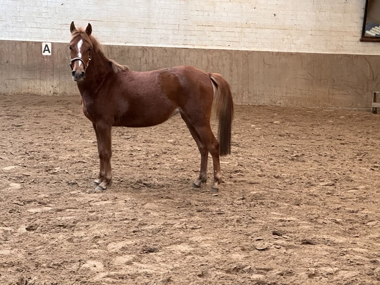 German Riding Pony Mare 3 years 12,2 hh Chestnut-Red in Osterholz-Scharmbeck