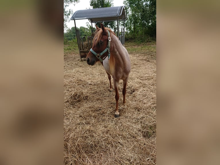 German Riding Pony Mare 3 years 12,1 hh Can be white in Ringelai