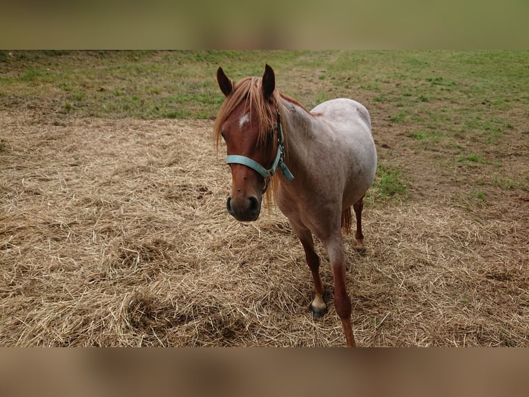German Riding Pony Mare 3 years 12,1 hh Can be white in Ringelai