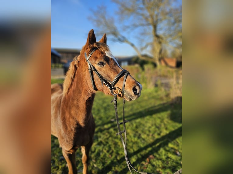 German Riding Pony Mare 3 years 12,2 hh Chestnut-Red in Gudow
