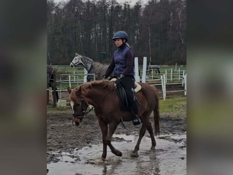 German Riding Pony Mare 3 years 12,2 hh Chestnut-Red in Gudow