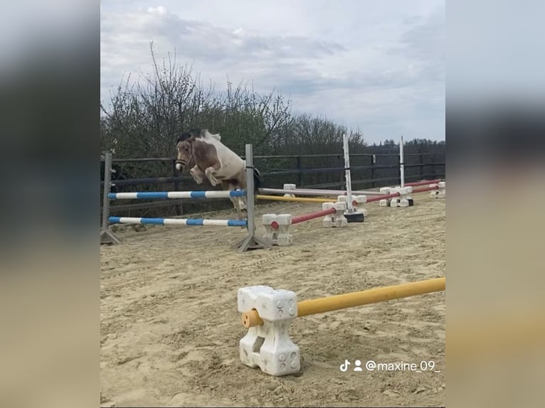 German Riding Pony Mix Mare 3 years 13.1 hh Buckskin in Wiehl