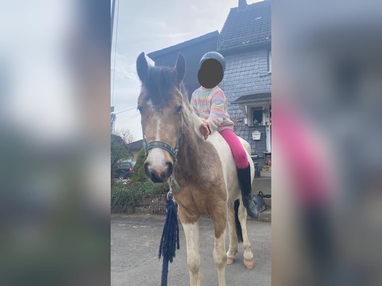 German Riding Pony Mix Mare 3 years 13.1 hh Buckskin in Wiehl