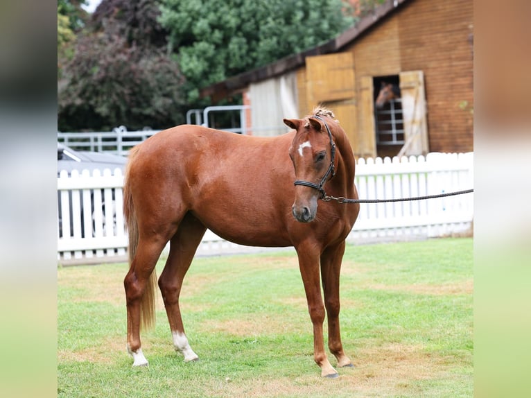 German Riding Pony Mare 3 years 13.1 hh Chestnut in Stuhr