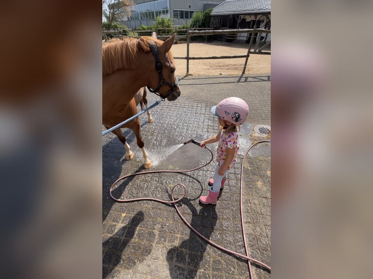 German Riding Pony Mare 3 years 13.2 hh Chestnut-Red in Anhausen