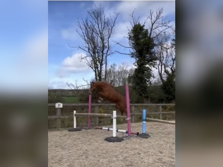 German Riding Pony Mix Mare 3 years 13.2 hh Chestnut in Lincolnshire