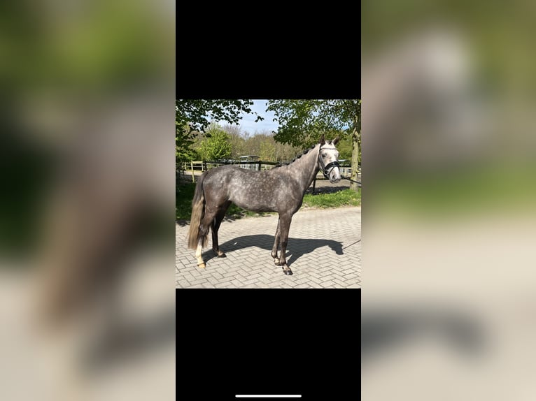 German Riding Pony Mare 3 years 13,2 hh Gray-Dapple in Rastede