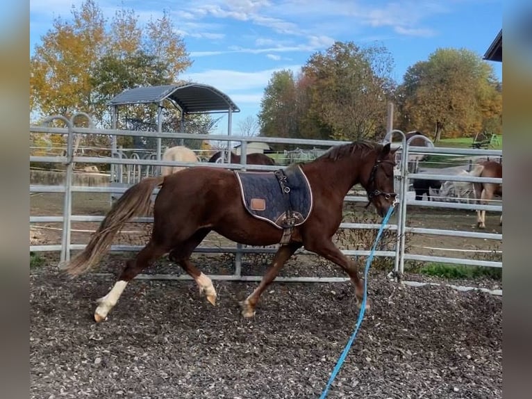 German Riding Pony Mare 3 years 13,2 hh Palomino in St.Georgen an der Leys