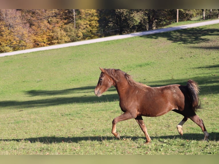 German Riding Pony Mare 3 years 13,2 hh Palomino in St.Georgen an der Leys