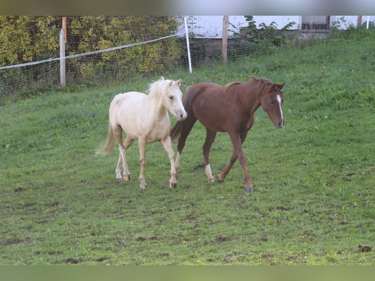 German Riding Pony Mare 3 years 13,2 hh Palomino in St.Georgen an der Leys