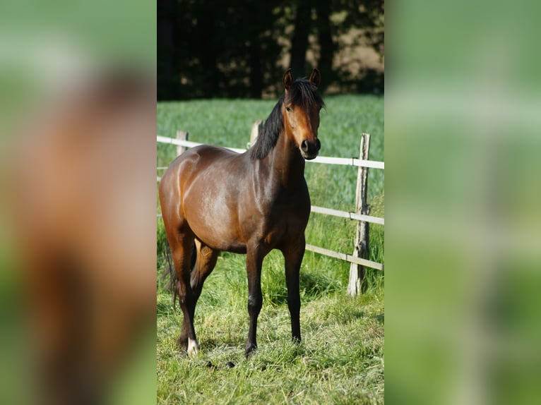 German Riding Pony Mare 3 years 13.3 hh Bay-Dark in Alfhausen