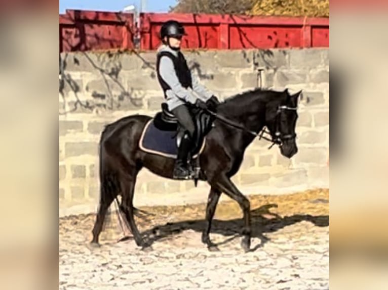 German Riding Pony Mare 3 years 13,3 hh Black in Wien, Leopoldstadt