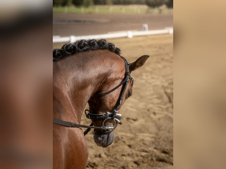 German Riding Pony Mare 3 years 13,3 hh Brown in Apen