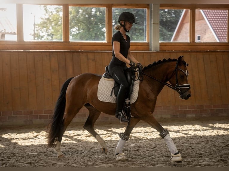 German Riding Pony Mare 3 years 13,3 hh Brown in Apen