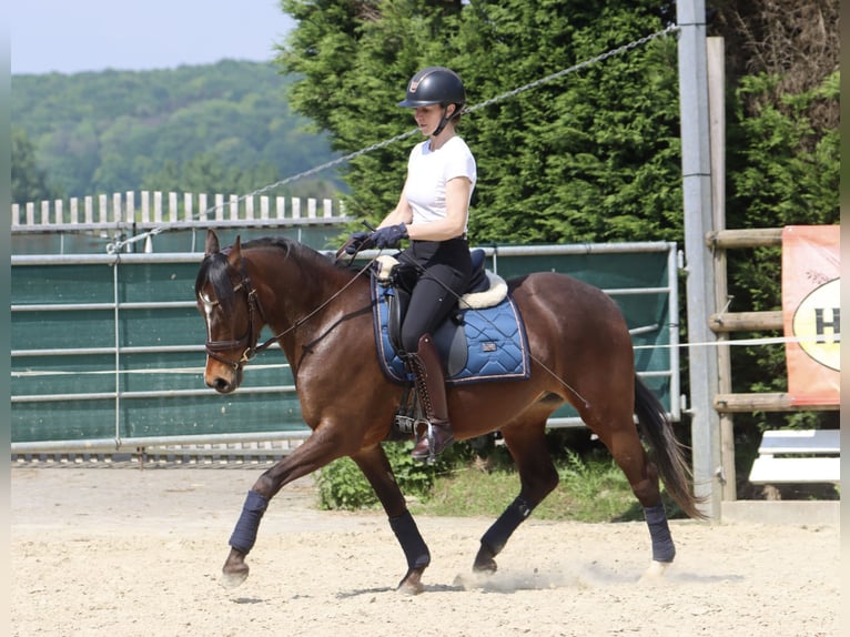 German Riding Pony Mare 3 years 13,3 hh Brown in Nottuln