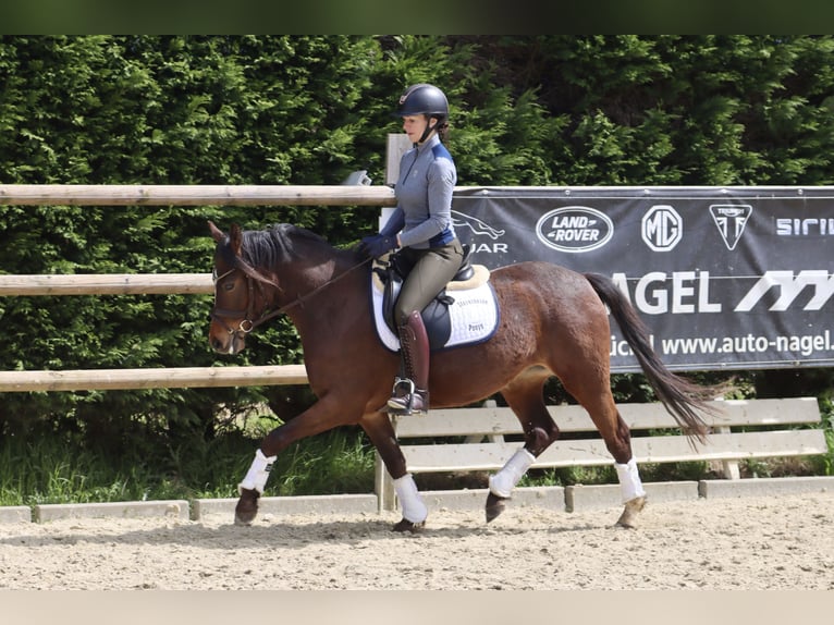 German Riding Pony Mare 3 years 13,3 hh Brown in Nottuln