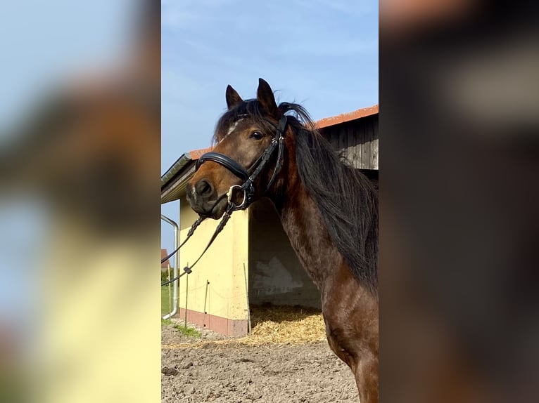 German Riding Pony Mare 3 years 13,3 hh Brown in Krüden