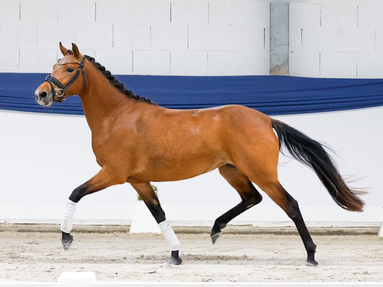 German Riding Pony Mare 3 years 13.3 hh Brown in Marsberg