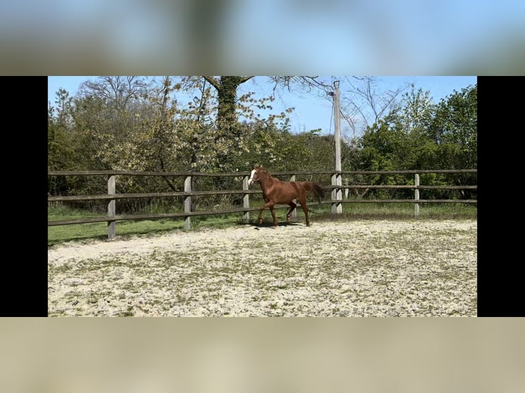 German Riding Pony Mare 3 years 13.3 hh Chestnut-Red in TwistringenTwistringen