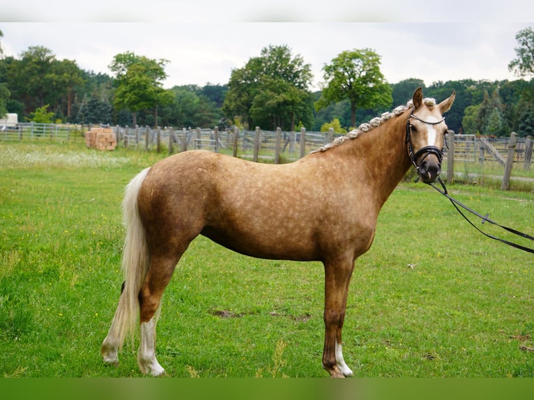 German Riding Pony Mare 3 years 13,3 hh Palomino in Treuenbrietzen