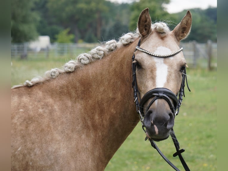 German Riding Pony Mare 3 years 13,3 hh Palomino in Treuenbrietzen