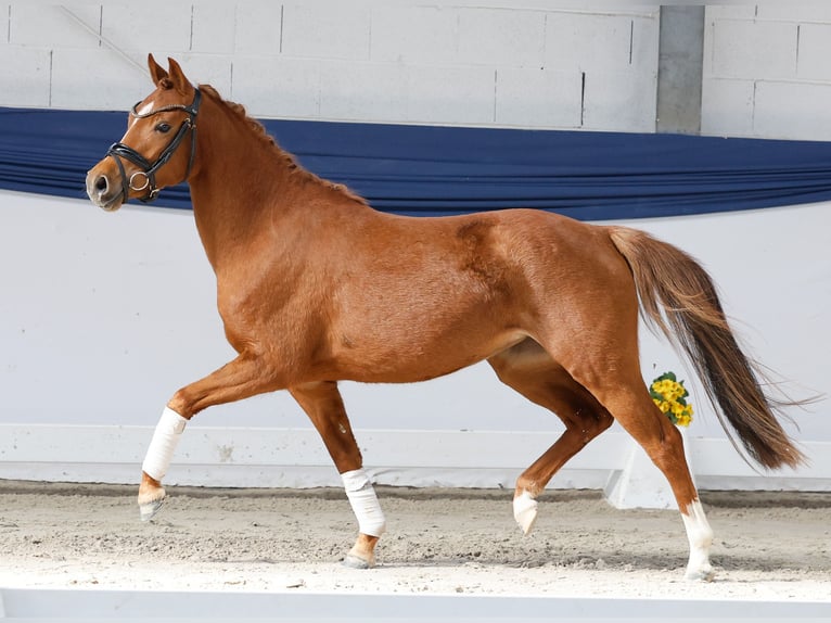 German Riding Pony Mare 3 years 13 hh Chestnut-Red in Marsberg