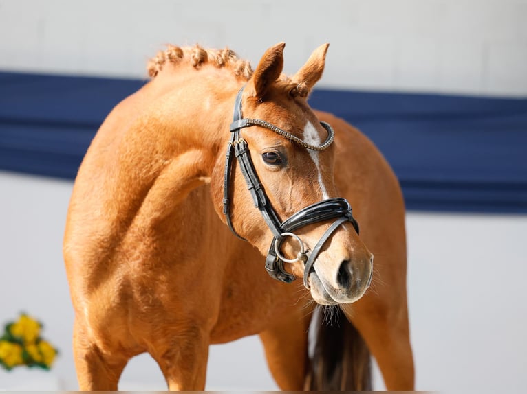 German Riding Pony Mare 3 years 13 hh Chestnut-Red in Marsberg