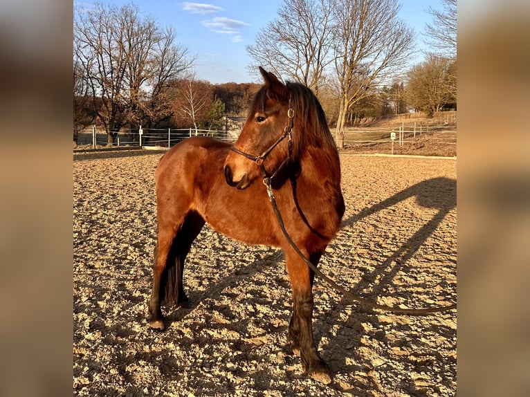 German Riding Pony Mix Mare 3 years 13,2 hh Brown in Warnow