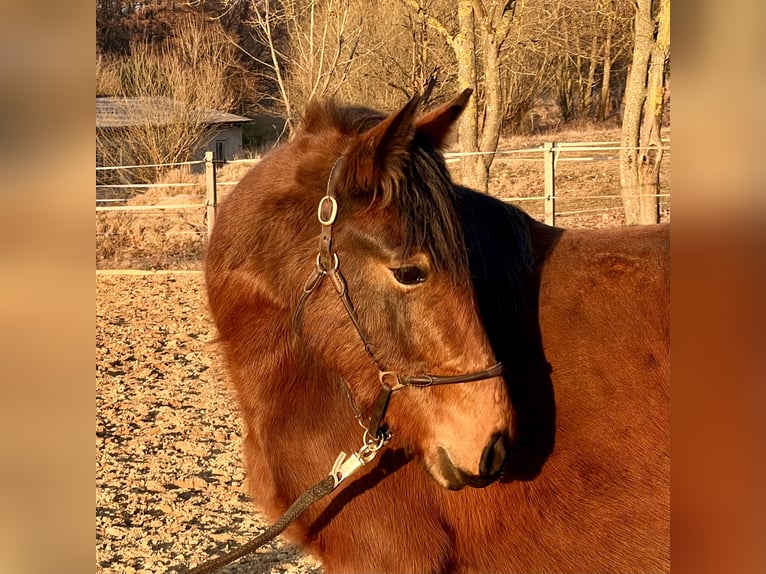 German Riding Pony Mix Mare 3 years 13,2 hh Brown in Warnow
