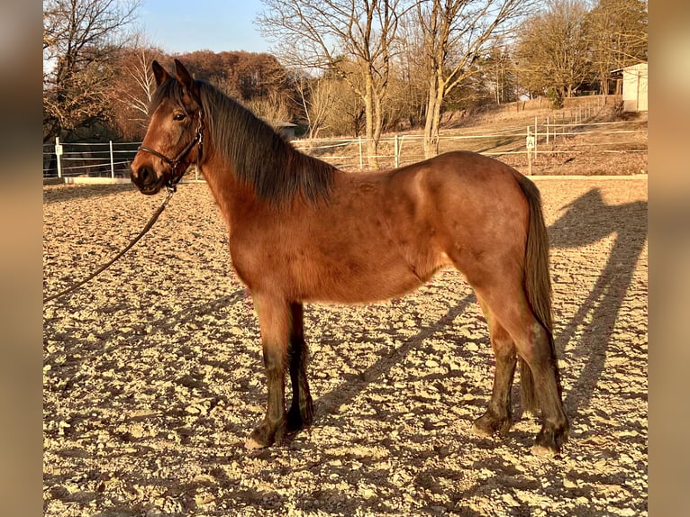 German Riding Pony Mix Mare 3 years 13,2 hh Brown in Warnow