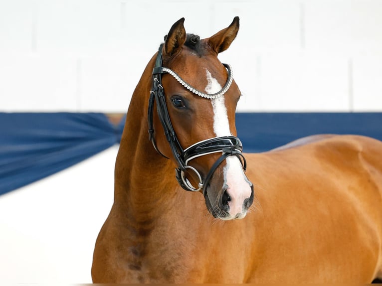 German Riding Pony Mare 3 years 13,2 hh Brown in Marsberg