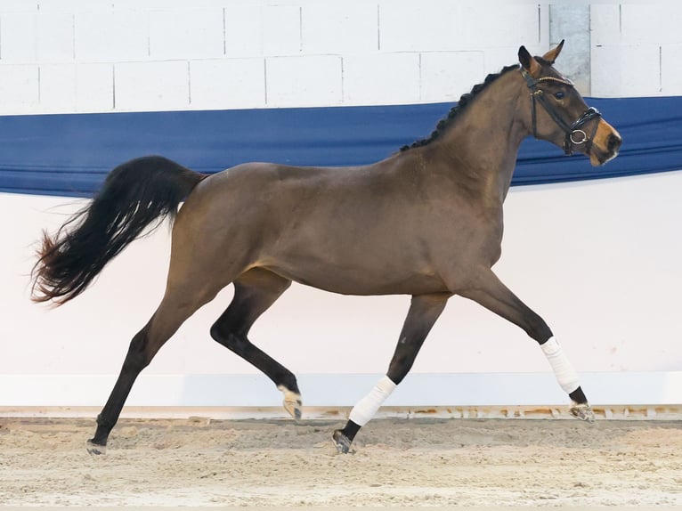 German Riding Pony Mare 3 years 13,2 hh Brown in Marsberg