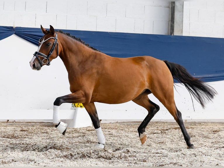 German Riding Pony Mare 3 years 13,2 hh Brown in Marsberg