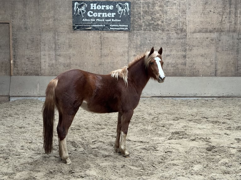 German Riding Pony Mare 3 years 13,2 hh Chestnut-Red in Amt Creuzburg