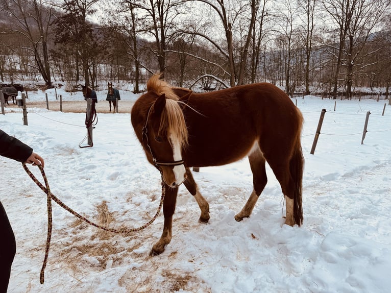 German Riding Pony Mare 3 years 13,2 hh Chestnut-Red in Amt Creuzburg