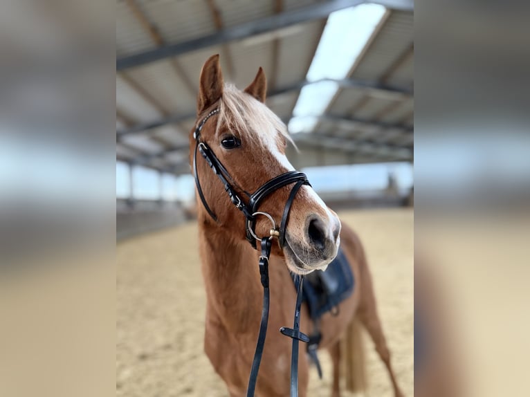 German Riding Pony Mare 3 years 13,2 hh Palomino in Kirchlinteln