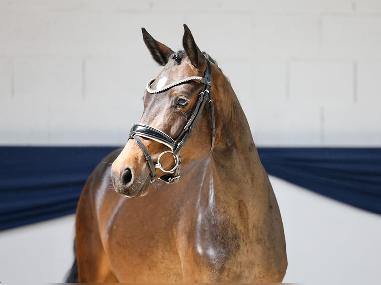 German Riding Pony Mare 3 years 13,3 hh Brown in Marsberg