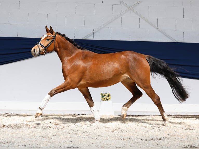 German Riding Pony Mare 3 years 13,3 hh Brown in Marsberg