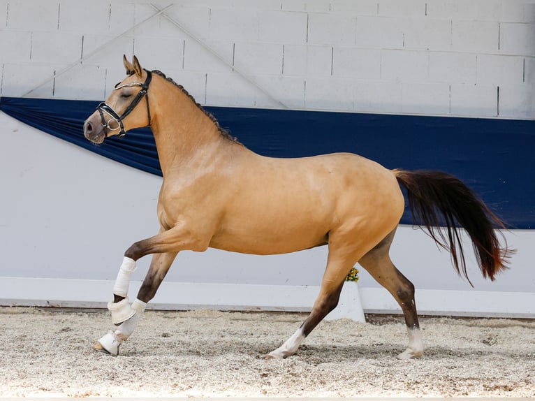 German Riding Pony Mare 3 years 13,3 hh Dun in Marsberg