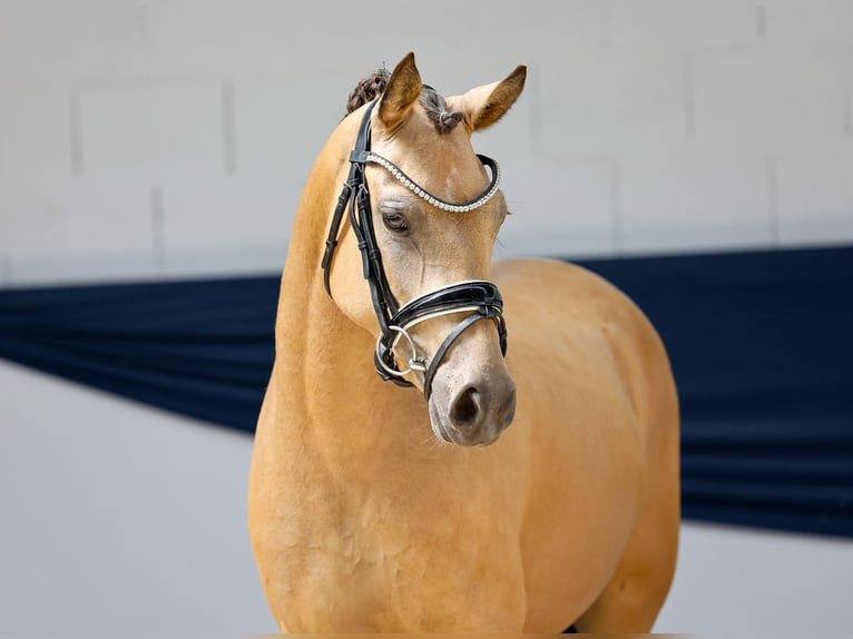 German Riding Pony Mare 3 years 13,3 hh Dun in Marsberg