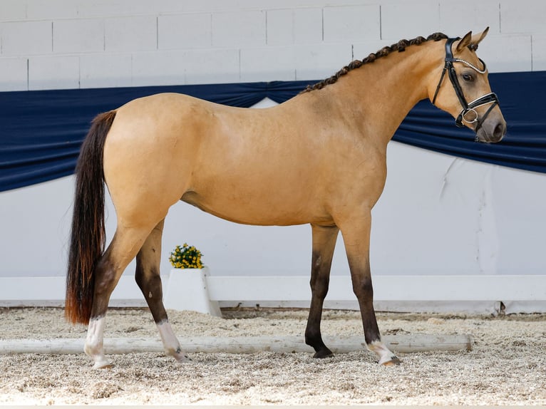 German Riding Pony Mare 3 years 13,3 hh Dun in Marsberg