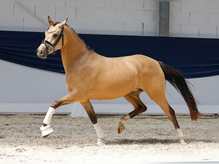 German Riding Pony Mare 3 years 13,3 hh Dun in Marsberg