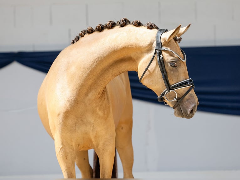 German Riding Pony Mare 3 years 13,3 hh Dun in Marsberg