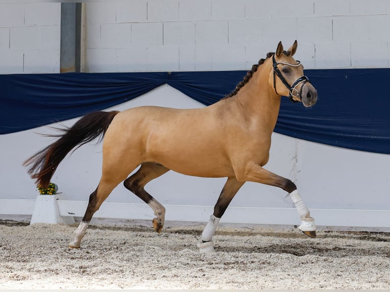 German Riding Pony Mare 3 years 13,3 hh Dun in Marsberg