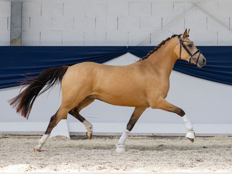 German Riding Pony Mare 3 years 13,3 hh Dun in Marsberg