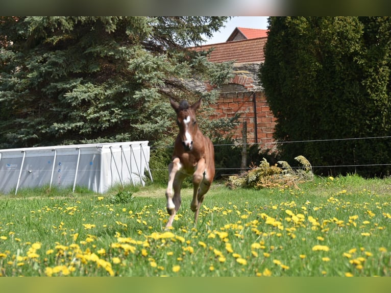 German Riding Pony Mare 3 years 14.1 hh Bay-Dark in Wegeleben