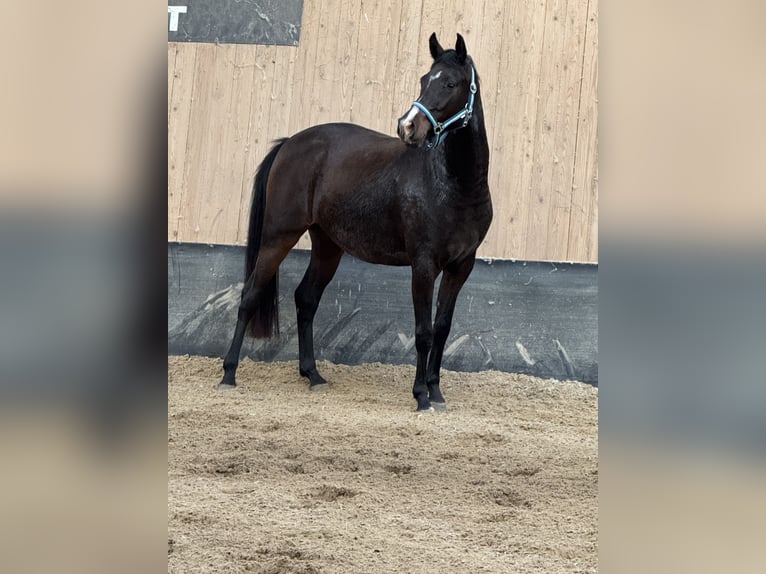 German Riding Pony Mare 3 years 14.1 hh Bay-Dark in Wegeleben