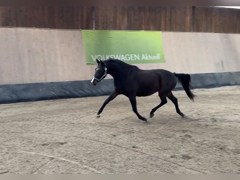 German Riding Pony Mare 3 years 14.1 hh Bay-Dark in Wegeleben